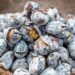 Castanhas assadas no forno