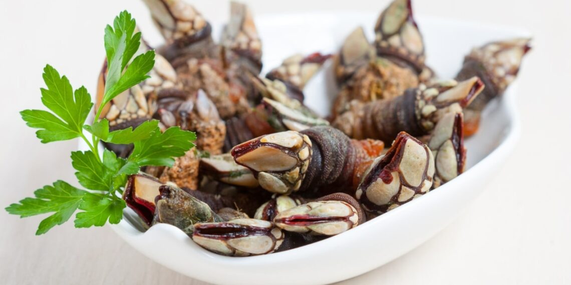 Percebes cozidos