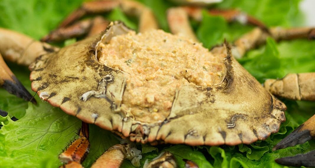 Paté de sapateira (receita simples e fácil)