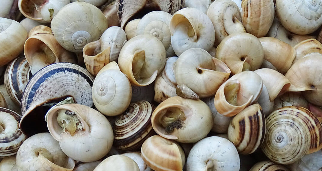 Caracóis