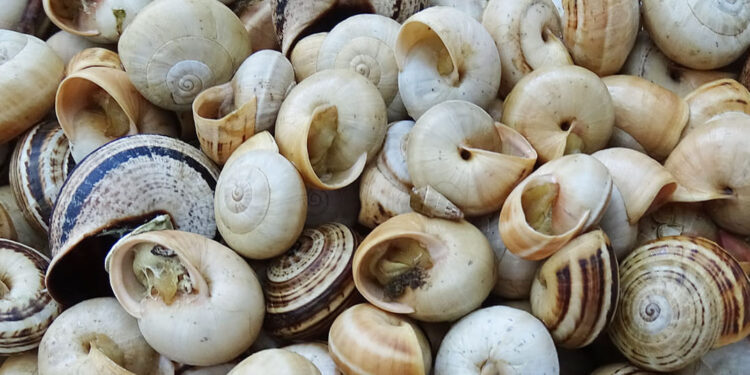 Caracóis
