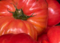 Como conservar tomate coração de boi: os melhores truques para manter o sabor e a frescura