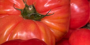 Como conservar tomate coração de boi: os melhores truques para manter o sabor e a frescura