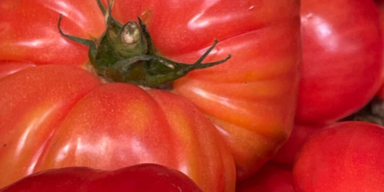 Como conservar tomate coração de boi: os melhores truques para manter o sabor e a frescura