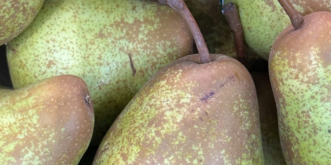 Pera Rocha do Oeste DOP: a história da pera portuguesa que conquistou o mundo