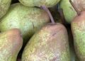 Pera Rocha do Oeste DOP: a história da pera portuguesa que conquistou o mundo