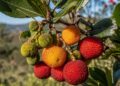 Medronho: a fruta silvestre que deu origem a uma das tradições mais antigas de Portugal
