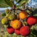 Medronho: a fruta silvestre que deu origem a uma das tradições mais antigas de Portugal