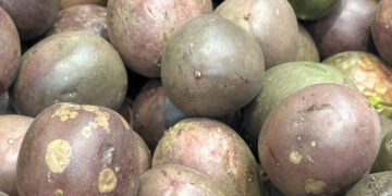 Maracujá dos Açores: a fruta tropical de São Miguel com Denominação de Origem Protegida