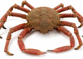 Santola: como escolher, cozinhar e apreciar um dos mariscos mais apreciados de Portugal