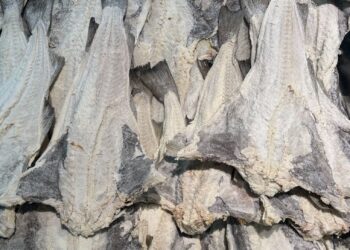 Quanto tempo demolhar bacalhau: tabela por tipo e espessura