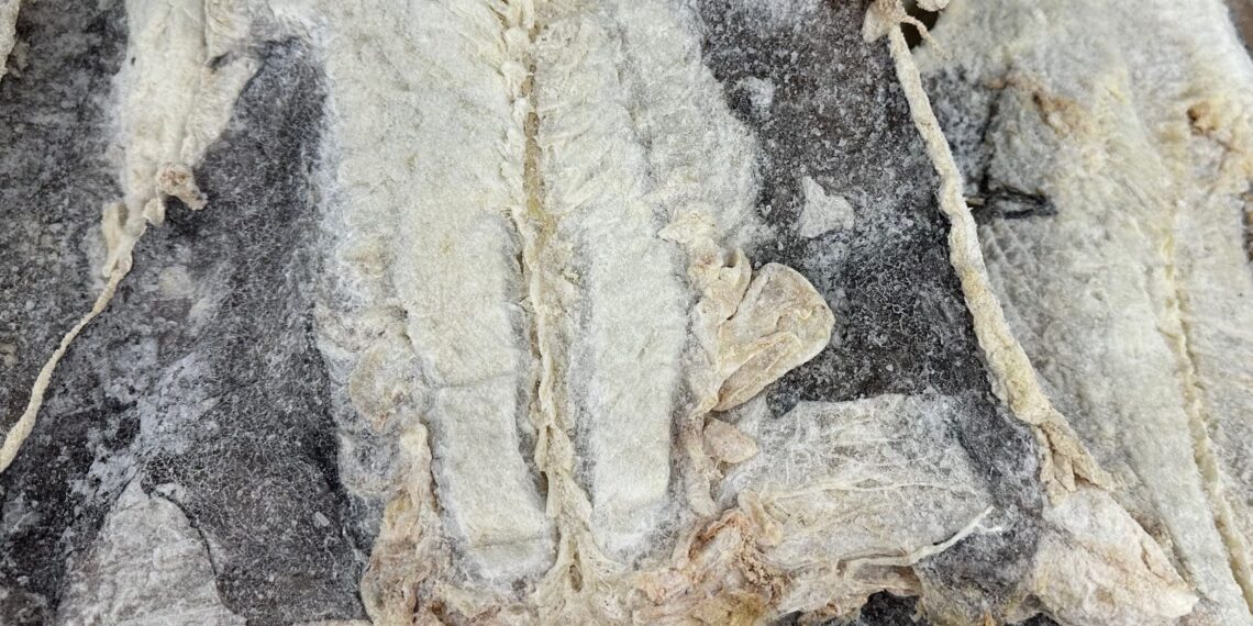 Bacalhau