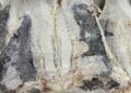 Bacalhau