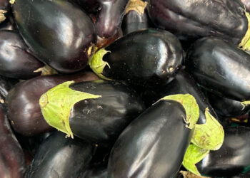 Como escolher uma boa beringela? 5 sinais que deve procurar Escolher uma beringela no supermercado ou na feira parece simples, mas há alguns sinais que podem dizer muito sobre a qualidade do fruto. A pele, o brilho, a firmeza e até o estado do cálice são pistas importantes. Uma beringela fresca deve apresentar uma aparência viva e uma pele lisa e brilhante. Quando começa a perder água, pode ficar mais baça, enrugada e com uma textura menos firme. Por isso, antes de colocar uma no saco, vale a pena observar alguns detalhes. 1. A pele deve estar lisa e brilhante Um dos primeiros sinais a observar é precisamente a pele. Nas beringelas de casca roxo-escura, como muitas das que encontramos à venda, uma superfície brilhante e relativamente lisa é um bom indicador visual de qualidade. A UC Davis refere a firmeza e o brilho exterior entre os indicadores utilizados para avaliar a beringela. Não significa que uma pequena marca ou alteração superficial torne automaticamente o fruto impróprio. Mas uma beringela muito baça, enrugada ou com várias zonas danificadas merece mais atenção. Na fotografia, por exemplo, é possível encontrar frutos com diferentes níveis de brilho e aparência. 2. Deve estar firme, mas não completamente dura Pegue na beringela e pressione-a muito ligeiramente. O fruto deve apresentar uma boa firmeza. Se estiver excessivamente mole, pode já ter perdido qualidade. Por outro lado, a avaliação não deve ser feita apenas pela dureza: a variedade, o tamanho e o estado de desenvolvimento também influenciam a textura. A qualidade comercial da beringela é avaliada, entre outros aspetos, pela firmeza, pelo tamanho, pela aparência e pela ausência de danos ou podridões. Uma beringela fresca deve transmitir uma sensação de consistência quando pegamos nela. 3. Veja o cálice e o pé Há outro detalhe que muitas vezes passa despercebido: a parte verde que envolve a zona superior da beringela. Um cálice verde e com aspeto fresco é um sinal útil na escolha. Pelo contrário, quando esta zona aparece muito seca, acastanhada ou deteriorada, pode indicar que o fruto já perdeu qualidade. Este é precisamente um dos critérios referidos pela UC Davis na avaliação de beringelas destinadas ao consumo. É uma verificação particularmente simples porque não exige cortar nem apertar demasiado o fruto. 4. Evite beringelas com zonas moles, cortes ou podridão Pequenas marcas superficiais podem resultar do transporte e não significam necessariamente que a beringela esteja estragada. Já zonas claramente moles, feridas profundas, sinais de podridão ou alterações importantes da pele são motivos para escolher outro fruto. A qualidade pós-colheita da beringela deteriora-se relativamente depressa. A perda de água pode provocar perda de brilho, enrugamento da pele e uma textura mais esponjosa. Por isso, uma beringela que já apresenta vários destes sinais não é a melhor escolha, sobretudo se pretende utilizá-la apenas alguns dias depois. 5. Não escolha apenas pela cor É tentador pensar que quanto mais escura for a beringela, melhor será. A cor é, de facto, um dos elementos utilizados na avaliação de determinados tipos de beringela, mas não deve ser analisada isoladamente. Existem diferentes variedades, com formas, tamanhos e cores diferentes. Para uma escolha mais segura, observe o conjunto: pele lisa e com bom brilho; fruto firme; cálice verde e fresco; ausência de podridão; poucas lesões ou danos; aparência geral fresca. É a combinação destes sinais que dá uma indicação mais útil sobre a qualidade. E se a beringela estiver enrugada? O enrugamento é sobretudo um sinal de perda de água. À medida que a beringela perde água depois da colheita, a pele pode perder brilho e começar a apresentar rugas. A polpa também pode adquirir uma textura mais esponjosa. Isto não significa que qualquer pequena ruga torne automaticamente a beringela imprópria para consumo. É necessário observar também a presença de zonas moles, podridão, alterações anormais e o estado geral do fruto. Quanto mais evidentes forem estes sinais em conjunto, menor será a qualidade esperada. A beringela pequena é melhor? Não existe uma regra universal segundo a qual a beringela pequena seja sempre melhor. Existem diferentes variedades e diferentes utilizações culinárias. O tamanho pode influenciar a quantidade de sementes, a textura e outras características, mas não substitui a avaliação do estado de conservação do fruto. Se estiver a escolher beringelas para uma receita específica, a forma e o tamanho podem ser importantes. Para uma escolha geral, contudo, a frescura deve ser uma prioridade. Como conservar a beringela depois de comprar? A beringela é sensível às condições de conservação. Temperaturas demasiado baixas podem provocar danos pelo frio, enquanto a perda de água contribui para a perda de brilho, enrugamento e deterioração da textura. Por isso, se comprar beringelas frescas, o ideal é não as deixar esquecidas durante muitos dias. Quanto mais tempo passa, maior é a possibilidade de perderem aquela aparência firme e brilhante que tinham no momento da compra. Em resumo Para escolher uma boa beringela, não precisa de nenhum truque complicado. Observe primeiro a pele: deve apresentar bom brilho e poucas lesões. Depois, confirme que o fruto está firme e veja o estado do cálice. Evite exemplares com zonas moles, podridão ou sinais evidentes de desidratação. E há uma regra simples que vale a pena guardar: uma beringela bonita por fora não é apenas uma questão estética. O brilho, a firmeza e o estado do cálice ajudam a perceber quão fresca está.