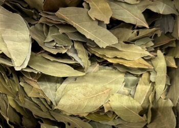 Folha de louro: porque se retira e que plantas não confundir