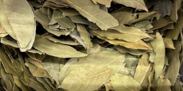 Folha de louro: porque se retira e que plantas não confundir
