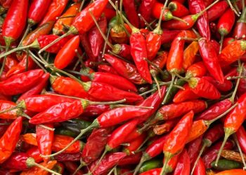 Malagueta ou piri-piri: a diferença, a história do nome e como conservar