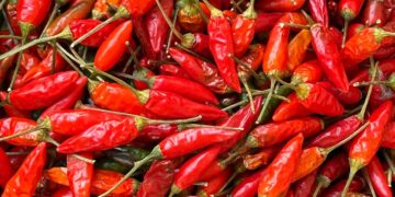 Malagueta ou piri-piri: a diferença, a história do nome e como conservar