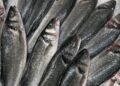 Robalo selvagem ou de aquicultura? Aprenda a ler o rótulo