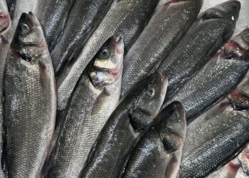 Robalo selvagem ou de aquicultura? Aprenda a ler o rótulo