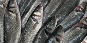 Robalo selvagem ou de aquicultura? Aprenda a ler o rótulo